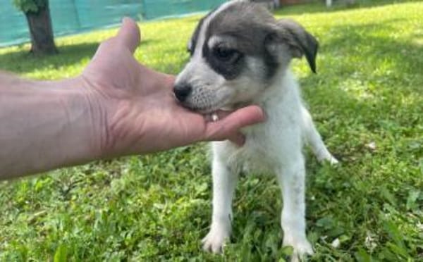 Süßes Welpenmädchen Cody