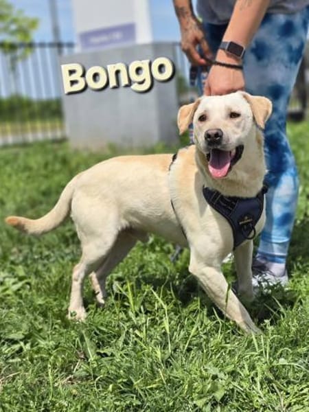 ❤ Bongo, Pflegefamilie Erkelenz
