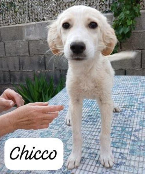 Chicco  💜💜💜 sucht Happy-Home