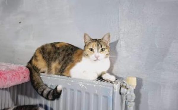 Kämpferin Trixa sucht ein Zuhause.