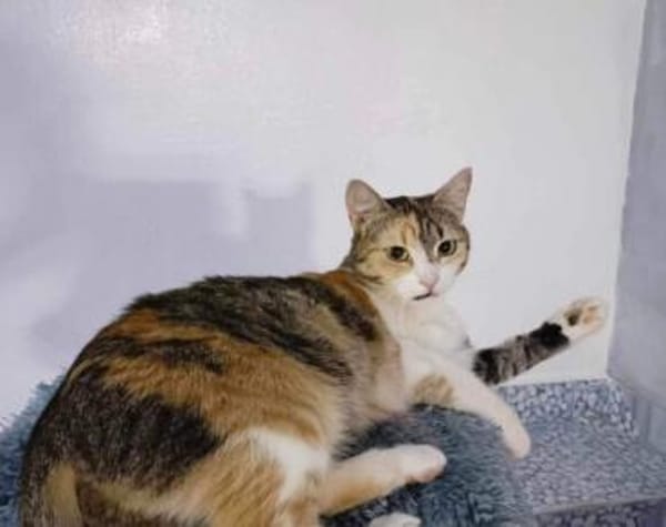 Kämpferin Trixa sucht ein Zuhause.