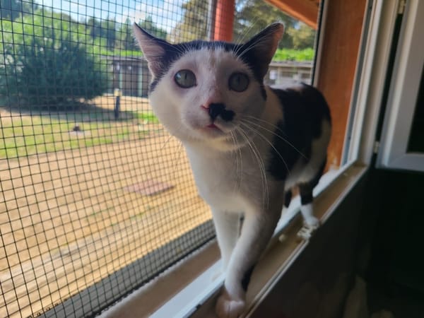 Mortimer
