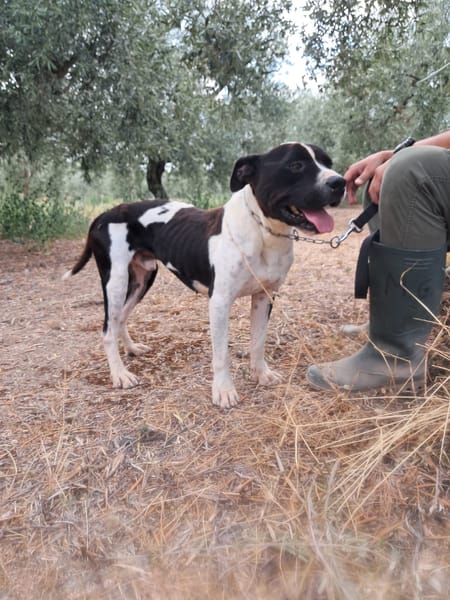 CHICCO - mix Pit/Amstaff bianco e nero, giovane