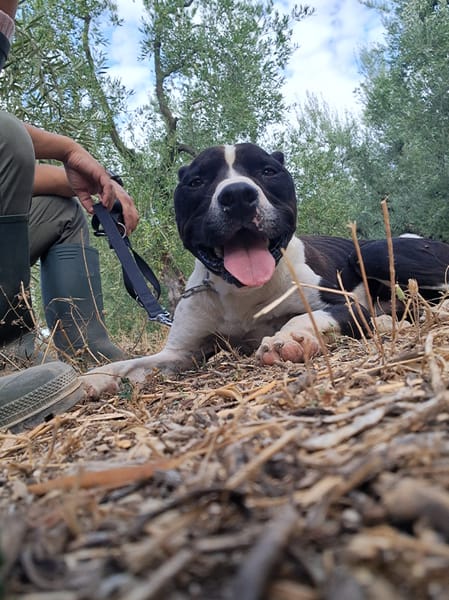CHICCO - mix Pit/Amstaff bianco e nero, giovane