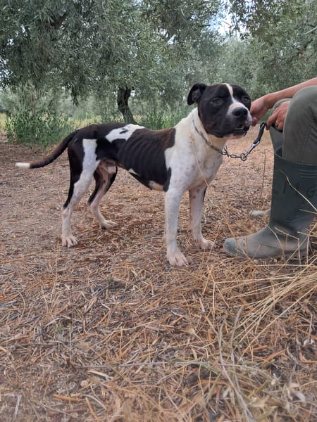 CHICCO - mix Pit/Amstaff bianco e nero, giovane