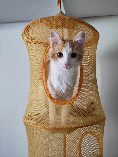 Roudoudou