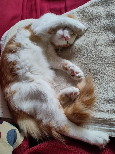 Roudoudou
