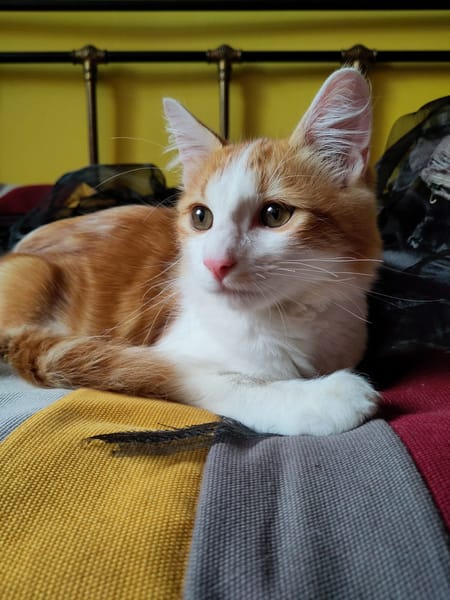 Roudoudou