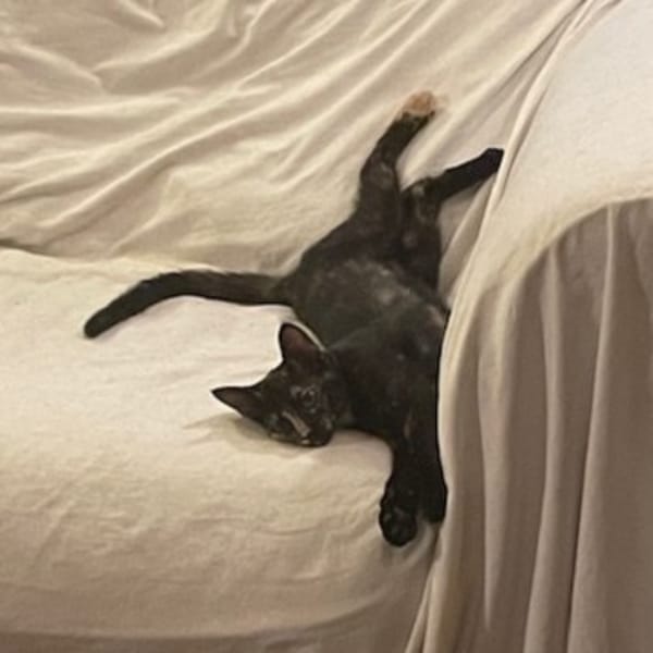 NOISETTE
