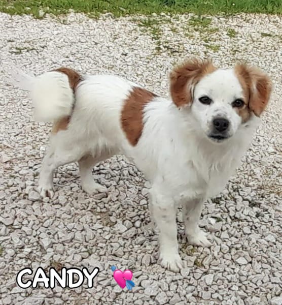 Candy e Sandy