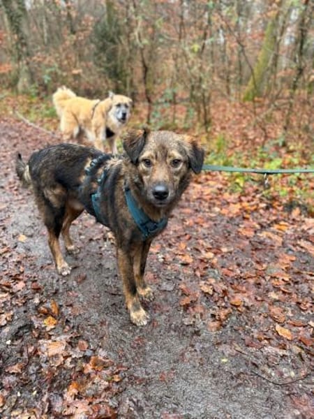 Wasserratte Janosch sucht seine Menschen