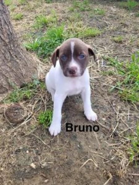 Bruno bereit für seine Familie