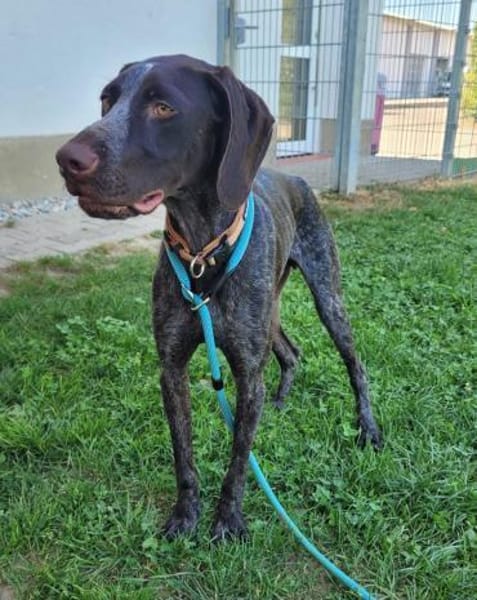 Jason, ca. 1 Jahr, 50 cm, 18 kg