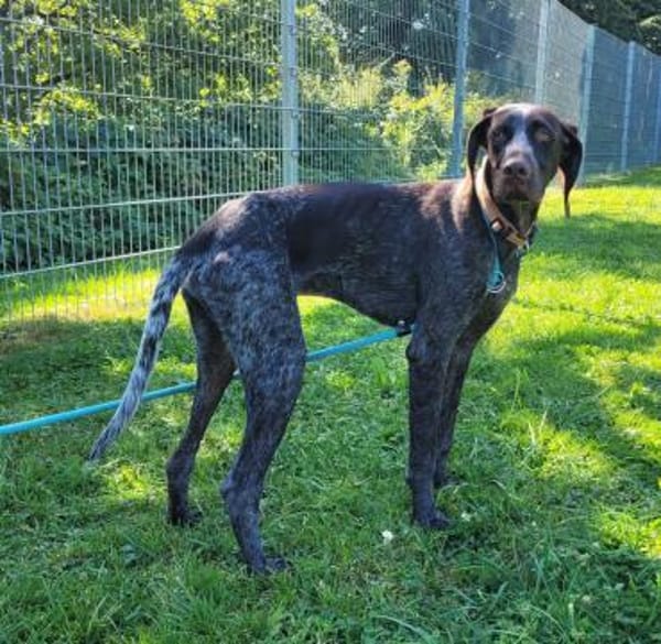 Jason, ca. 1 Jahr, 50 cm, 18 kg