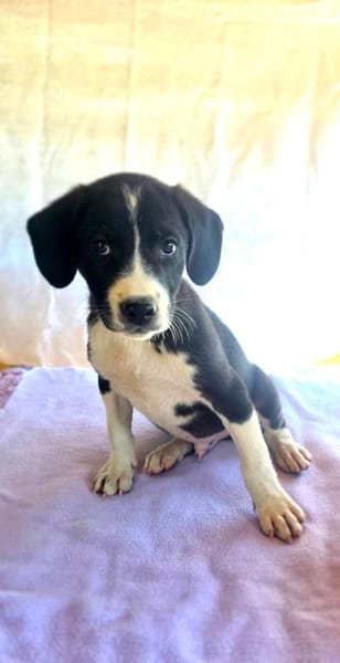 Rocky ein tolles Kerlchen