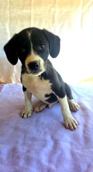 Rocky ein tolles Kerlchen