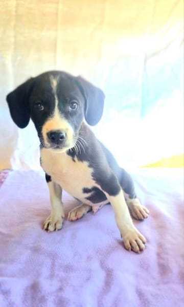 Rocky ein tolles Kerlchen