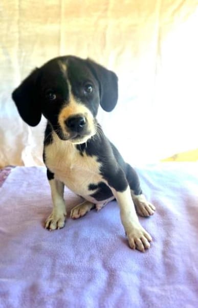 Rocky ein tolles Kerlchen