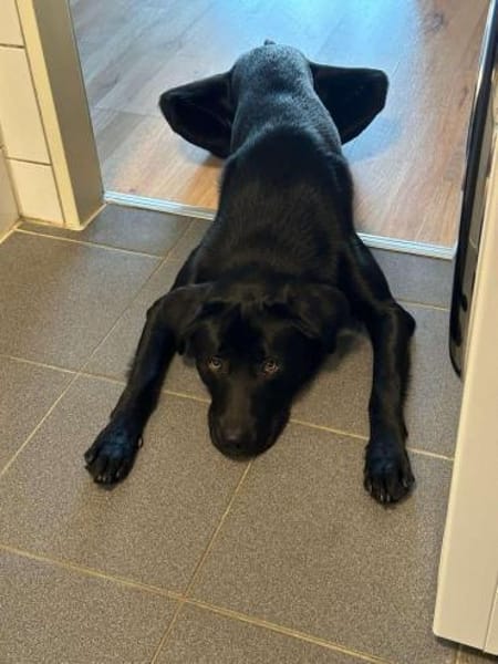 Milo katzenverträglicher Mischling Rüde