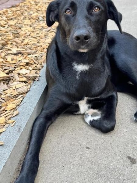 Olivia, dringend Zuhause gesucht