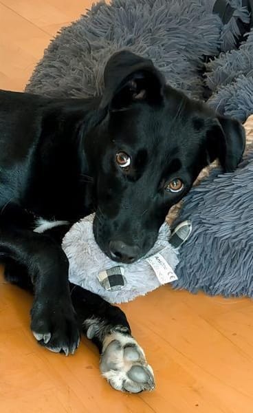 Olivia, dringend Zuhause gesucht