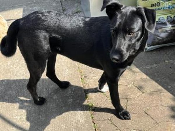 Olivia, dringend Zuhause gesucht