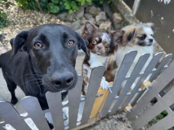 Olivia, dringend Zuhause gesucht