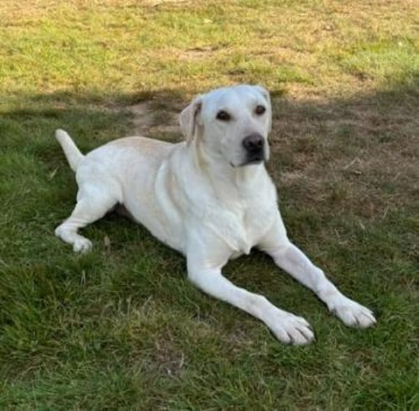 ❤ Bongo, Pflegefamilie 41812 Erkelenz