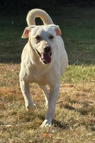 ❤ Bongo, Pflegefamilie 41812 Erkelenz