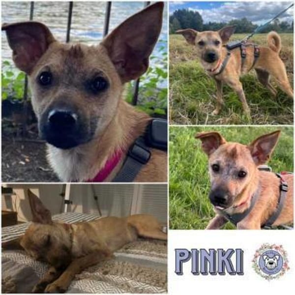 PINKI *WoLiebe wohnt heilen Körper&Seele