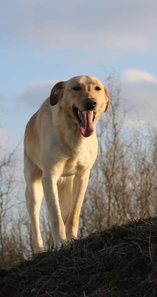 Marry - Familienhund sucht Zuhause