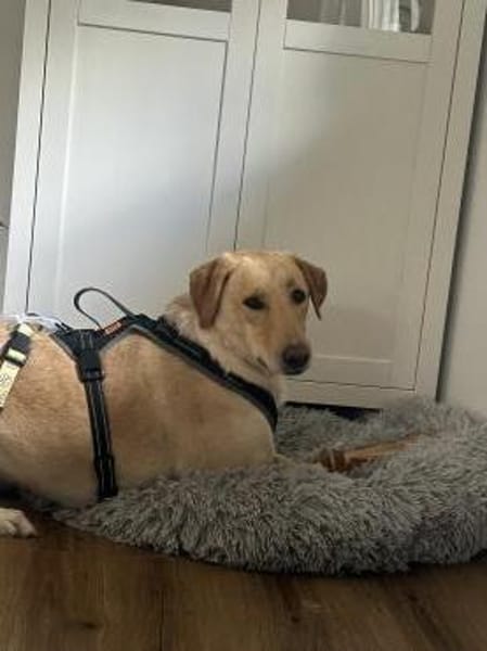 Marry - Familienhund sucht Zuhause