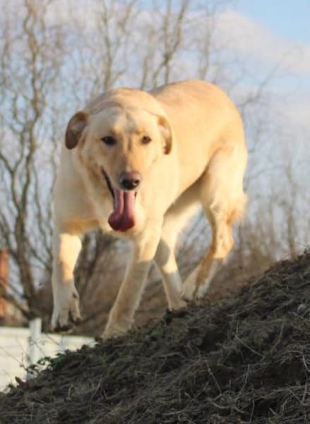 Marry - Familienhund sucht Zuhause