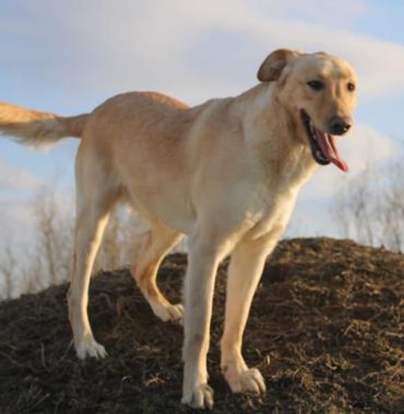 Marry - Familienhund sucht Zuhause