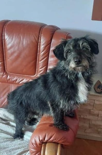 Dringend Pflegestelle gesucht 🤎