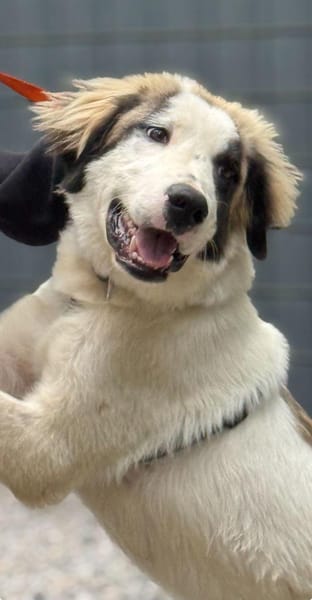 Loui ein Traum von Hund...