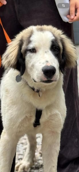 Loui ein Traum von Hund...