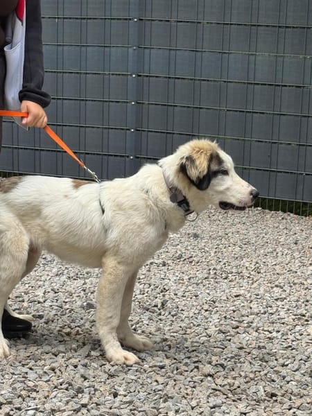Loui ein Traum von Hund...
