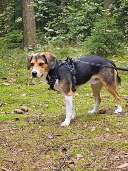 Balu - sportlich und agil