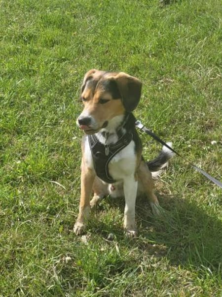 Balu - sportlich und agil