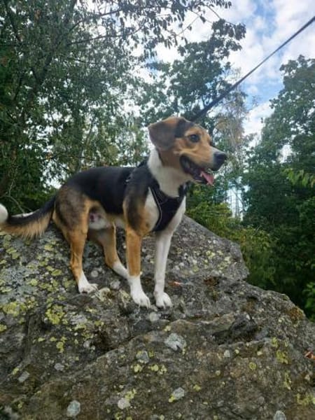 Balu - sportlich und agil