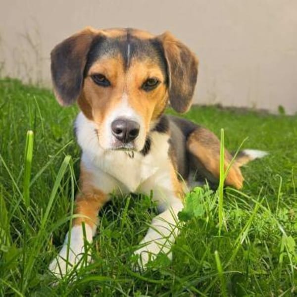 Balu - sportlich und agil
