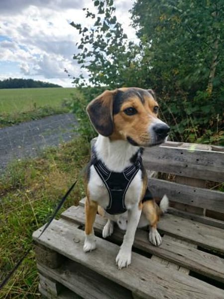 Balu - sportlich und agil