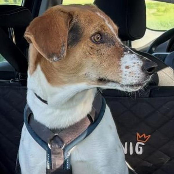 🌟 Cody - sensibler Junghund sucht dich