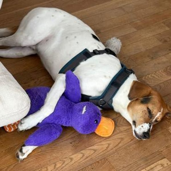🌟 Cody - sensibler Junghund sucht dich