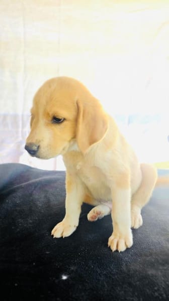 Billy ein Retriever Beagle mix