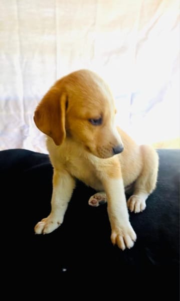 Billy ein Retriever Beagle mix