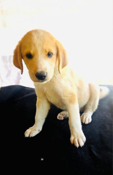 Billy ein Retriever Beagle mix