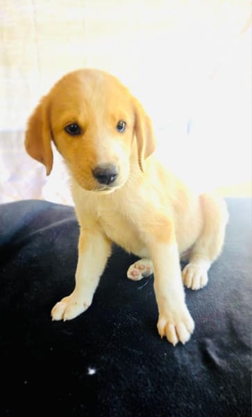 Billy ein Retriever Beagle mix