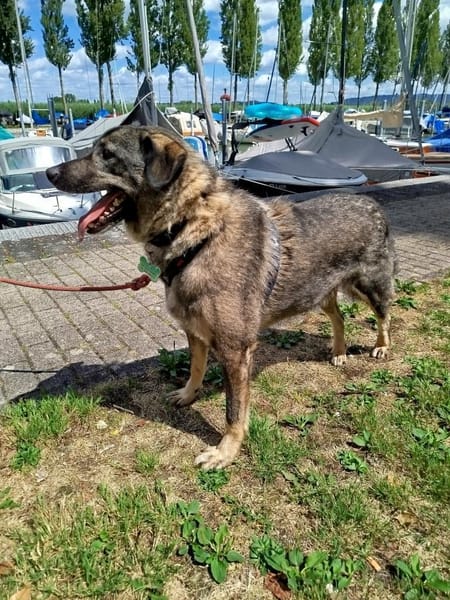 Sanfter Fellnasen-Bub verschenkt Herz